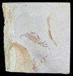 Fossil Pea Crab (Pinnixa) From California - Miocene #63719-1